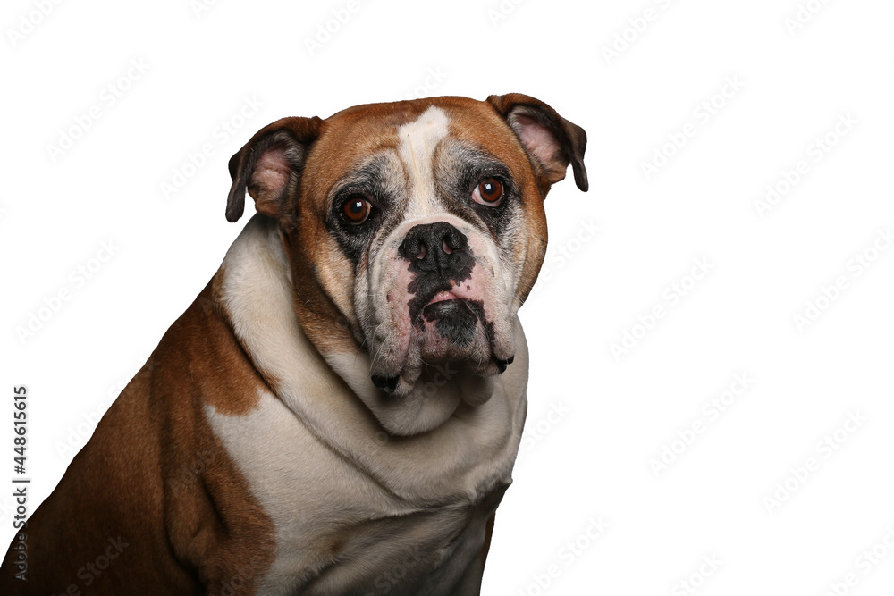 Portrait of beautiful animals in front of a white background Portrait of beautiful animals in front of a white background