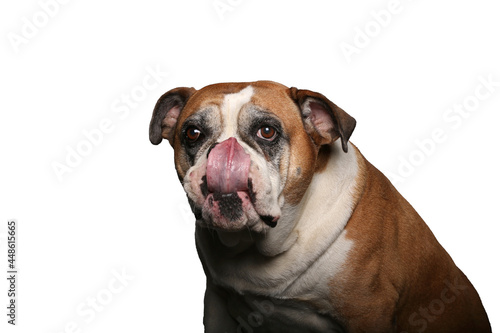 Portrait of beautiful animals in front of a white background