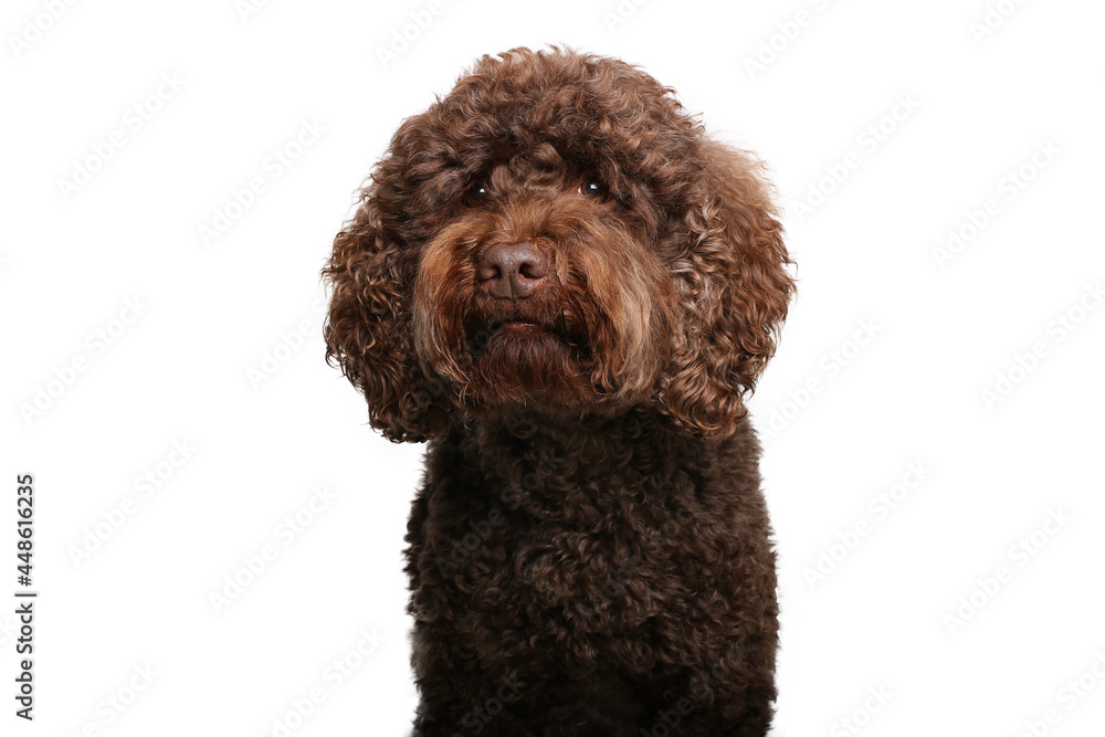 Portrait of beautiful animals in front of a white background Portrait of beautiful animals in front of a white background