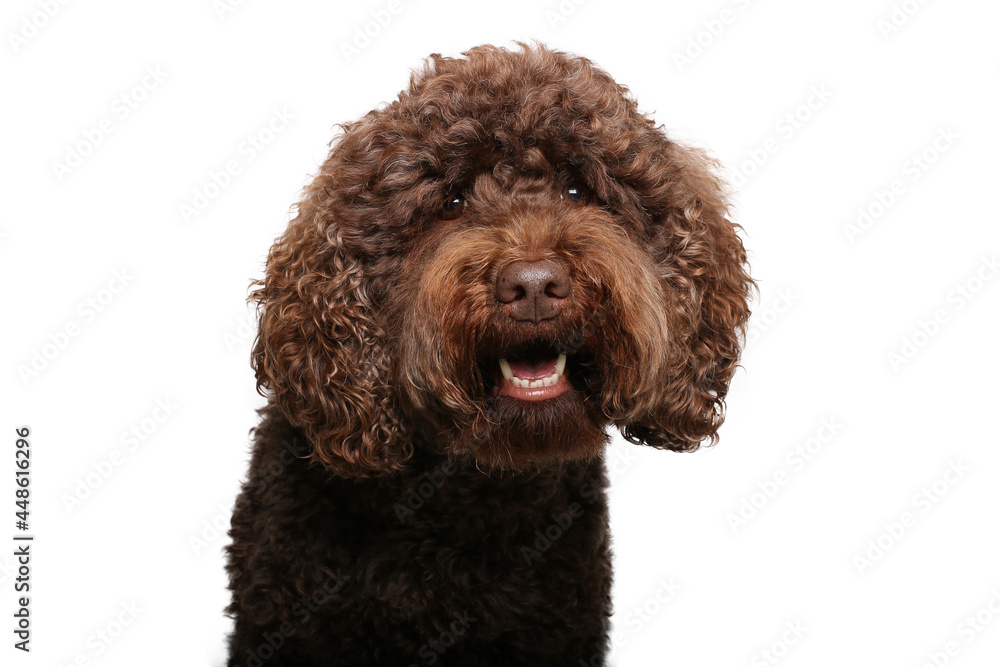 Portrait of beautiful animals in front of a white background