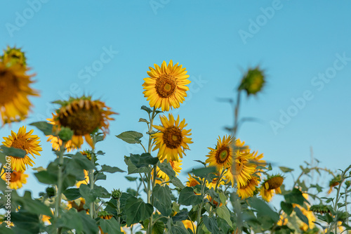 Natural background  a blooming sunflower  on a clear sunny day  close-up against the blue sky. selective focus. the concept of harvesting