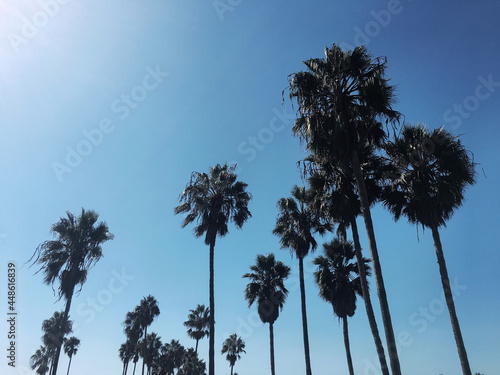 Palm trees