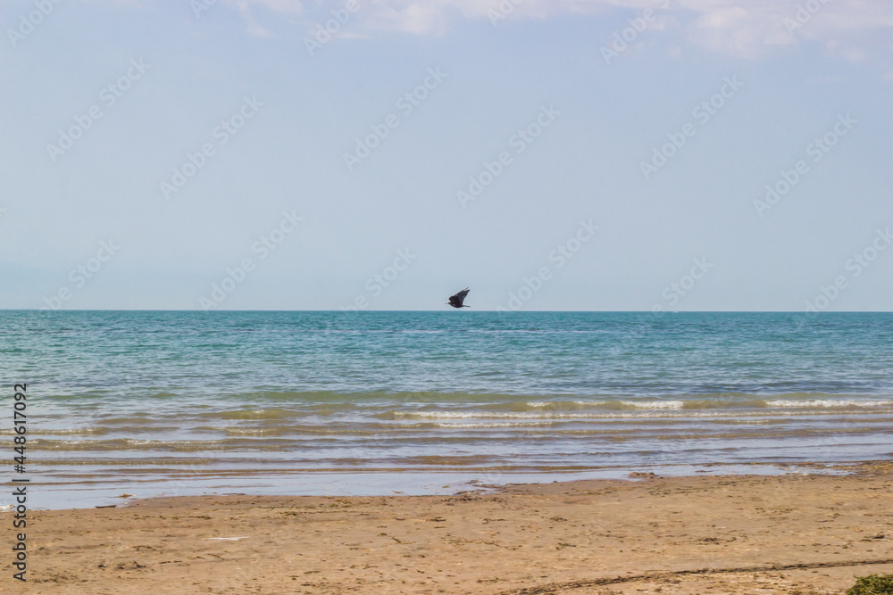 A remote bird flying over the water surface in the morning. Lakeside scenery: coastline, summer sky and waving water of the lake A remote bird flying over the water surface in the morning. Lakeside scenery: coastline, summer sky and waving water of the lake