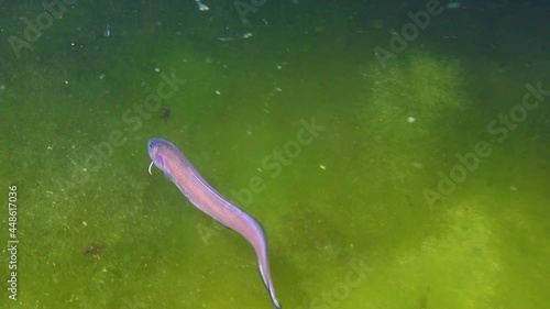 Fish of the Black Sea, Roche's snake blenny (Ophidion rochei) .Actinopterygii. photo