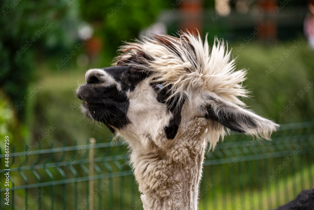 Obraz premium Alpaka