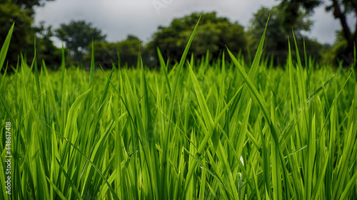 Green fodder crop grown for cattle near Mysore photo