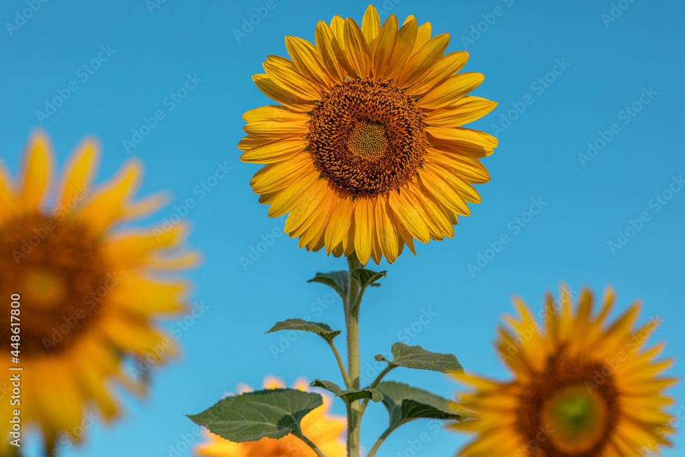 Natural background, a blooming sunflower, on a clear sunny day, close-up against the blue sky. selective focus. the concept of harvesting Natural background, a blooming sunflower, on a clear sunny day, close-up against the blue sky. selective focus. the concept of harvesting