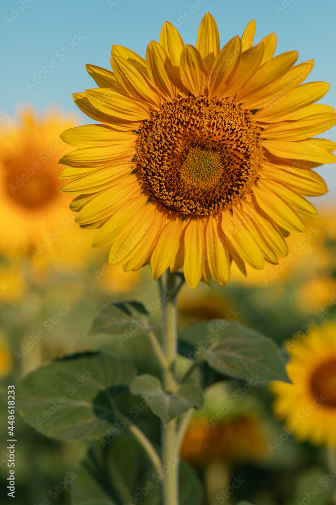 Fototapeta premium Natural background, a blooming sunflower, on a clear sunny day, close-up against the blue sky. selective focus. the concept of harvesting