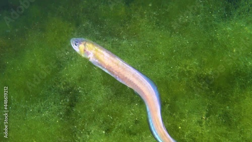 Fish of the Black Sea, Roche's snake blenny (Ophidion rochei) .Actinopterygii. photo