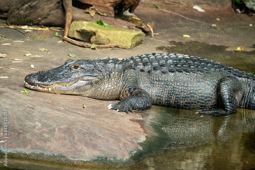 American Alligator basking in zoo setting in Nashville Tennessee.