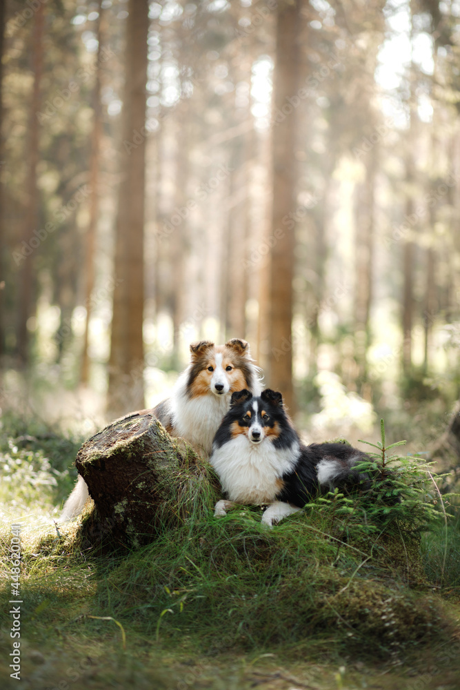 Fototapeta premium two sheltie dog in the forest. Pet on the nature. tracking. Dawn, fairytale light