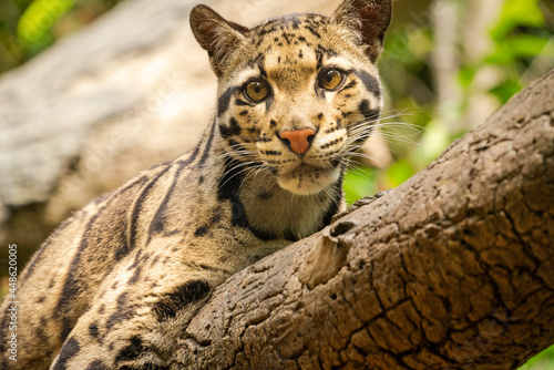 Clouded Leopard closeup in zoo setting in Nashville Tennessee.