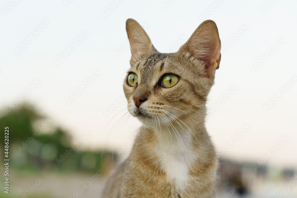 Cat is resting on a sunny day in summer. Portrait street cat in nature. Cat is resting on a sunny day in summer. Portrait street cat in nature.