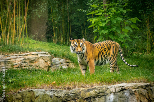 Canvas Print Male Sumatran Tiger as zoo specimen in Nashville Tennessee.