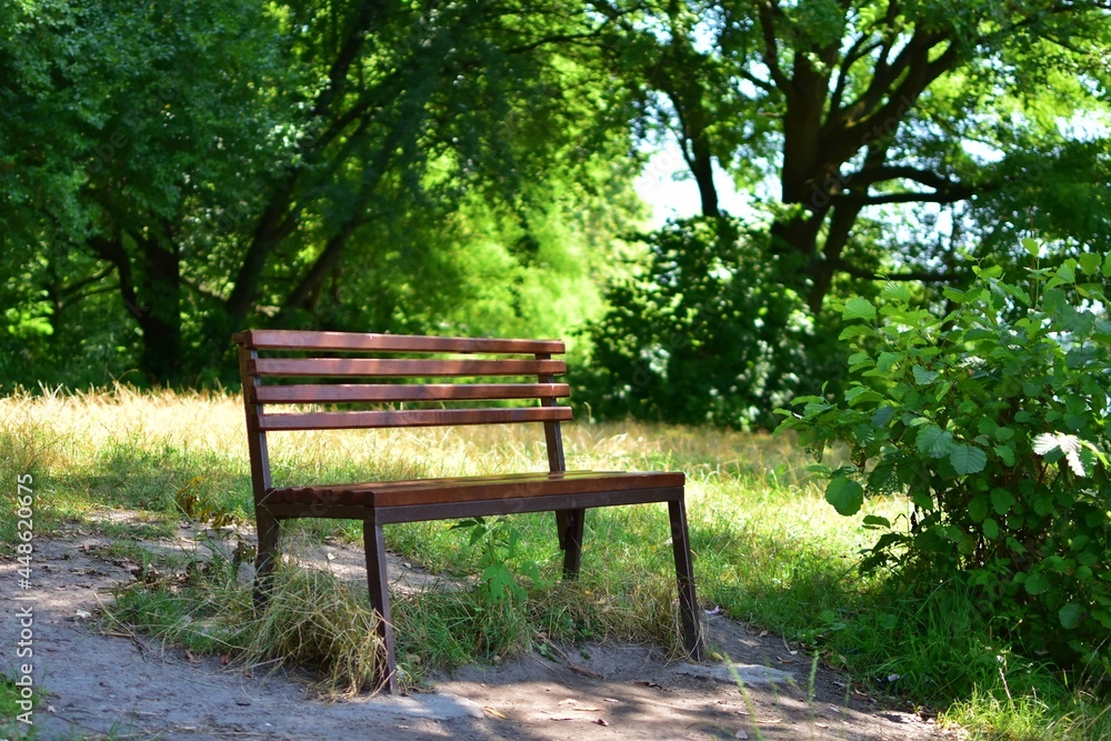 Empty wooden bench in the shade of green forest Empty wooden bench in the shade of green forest