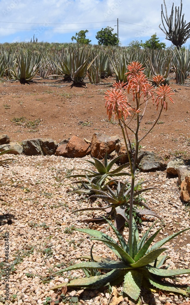 Closeup of a pink blooming Aloe Vera plant with an Aloe Vera field in the  background foto de Stock | Adobe Stock