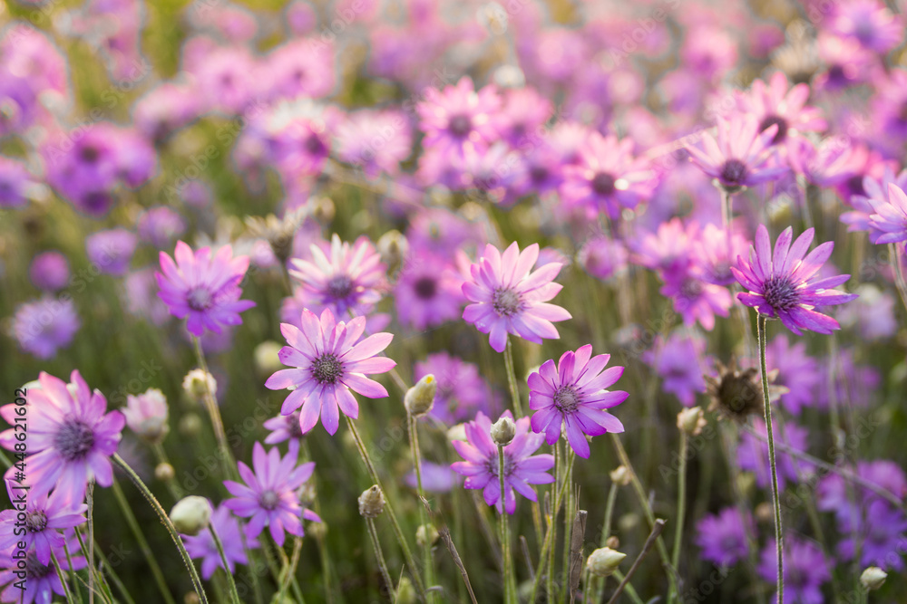 field of lavender field of lavender