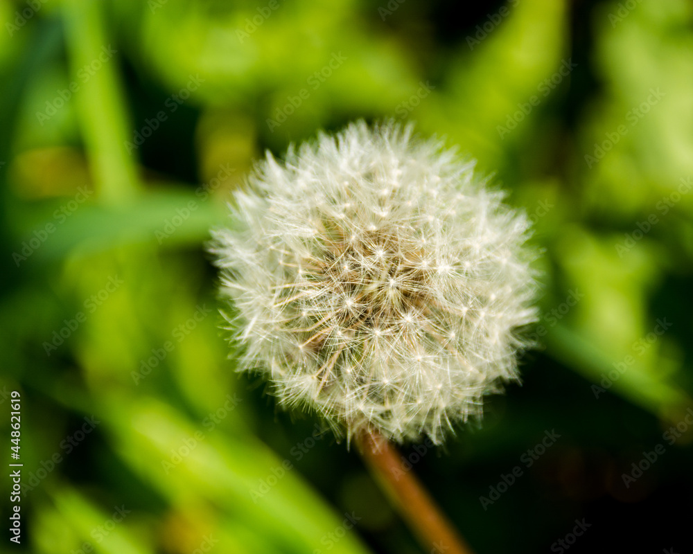 Fototapeta premium dandelion on green