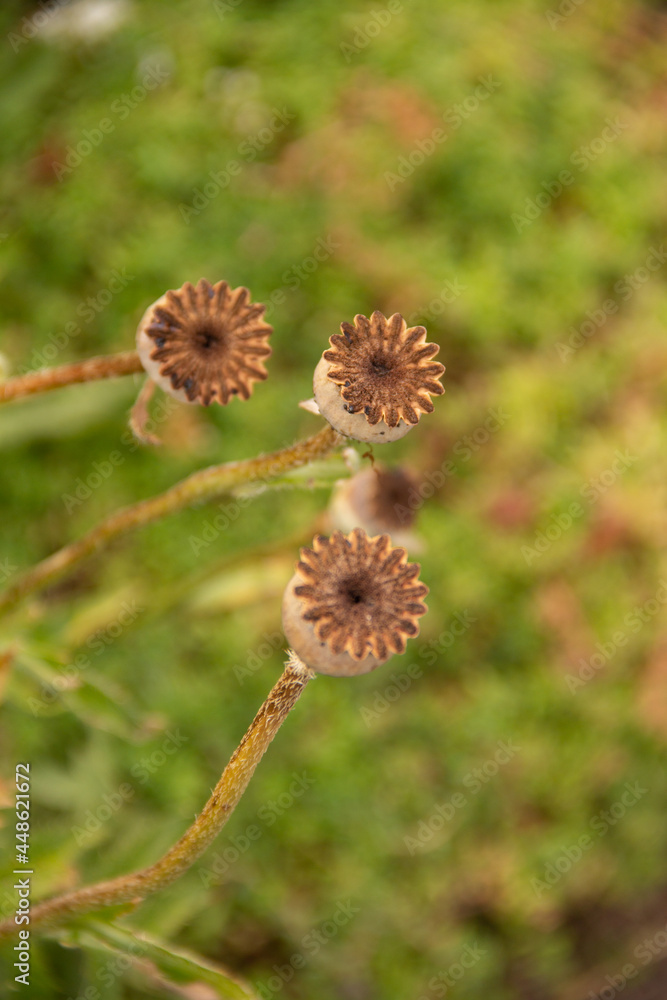 natural background of the box of the poppy plant with seeds natural background of the box of the poppy plant with seeds