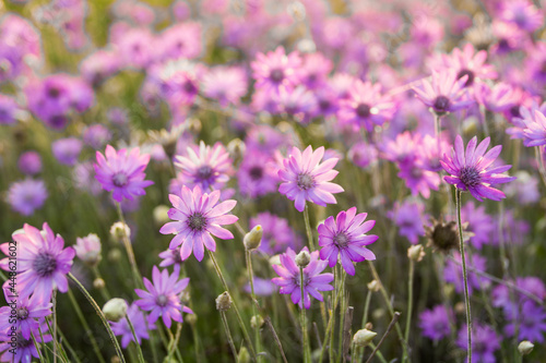 field of lavender