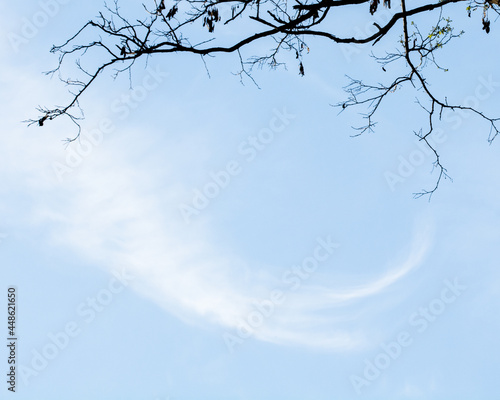 branches of a tree