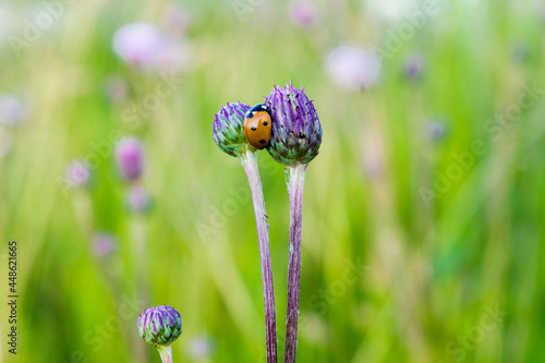 flower on green background