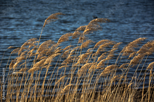 grass in a field
