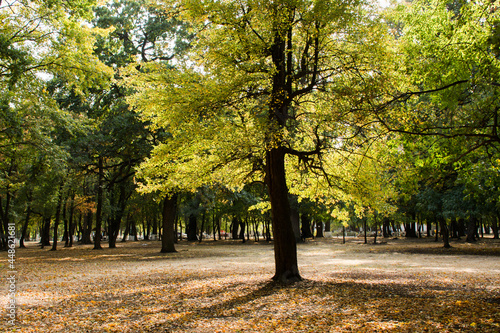 autumn in the park