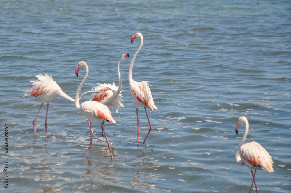 Group of fighting pink flamingos in the water in Lo Pagán, Murcia, Spain