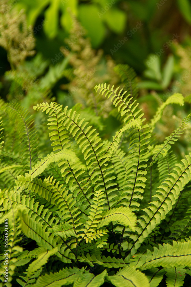 natural background with textured leaves plants ferns