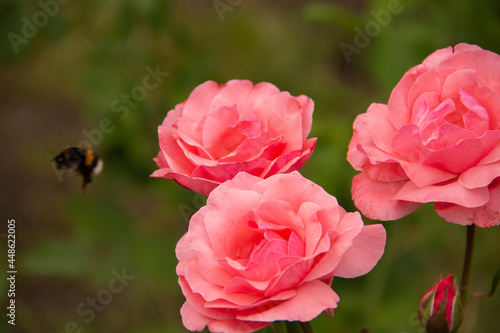 Wallpaper Mural natural background garden flower plants rose and bumblebee Torontodigital.ca