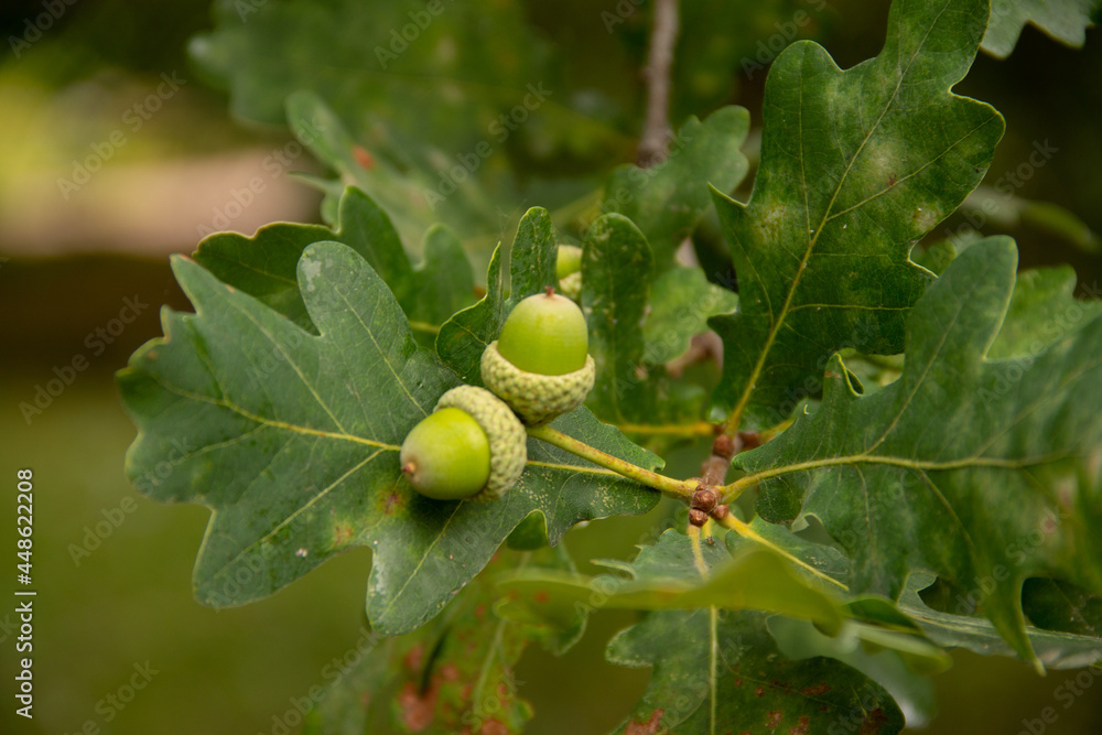 natural background oak branch with green acorns close-up natural background oak branch with green acorns close-up