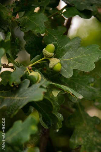 natural background oak branch with green acorns close-up