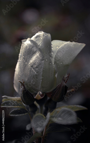 
Rose flower after rain. In the summer on a sunny day, the noble rose will open. Rosehip bud petals in a light rain