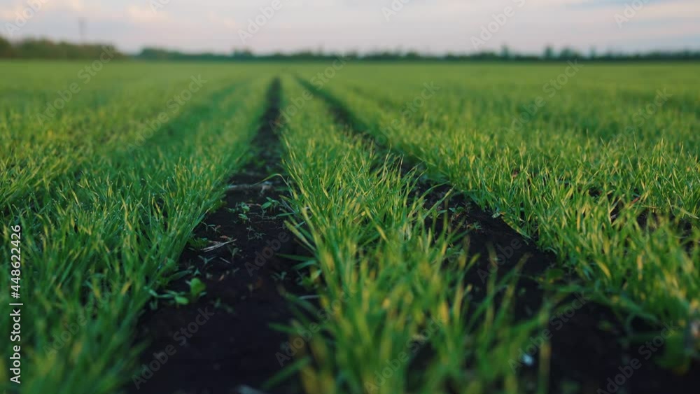 ears of green wheat on the field lifestyle sunset. wheat agriculture harvesting agribusiness concept. walk in large wheat field. large harvest of wheat in summer on the field landscape ears of green wheat on the field lifestyle sunset. wheat agriculture harvesting agribusiness concept. walk in large wheat field. large harvest of wheat in summer on the field landscape