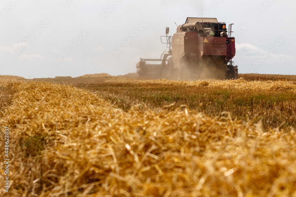 Fototapeta premium combine harvester working on wheat field