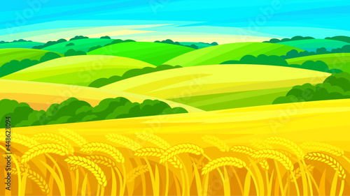 Vector summer rural landscape. Wheat field, green and yellow fields, blue sky.
