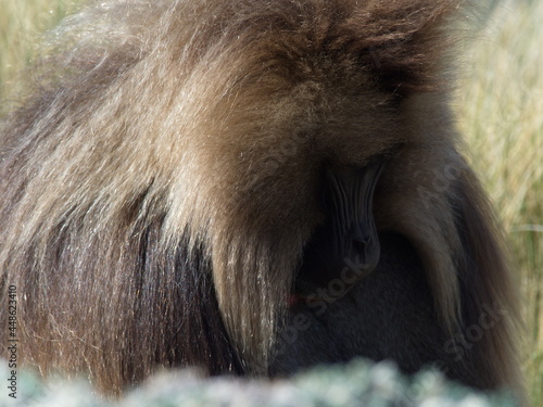 Wallpaper Mural Closeup portrait of Gelada Monkey (Theropithecus gelada) grazing Semien Mountains Ethiopia Torontodigital.ca