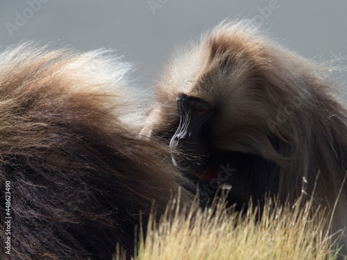 Wallpaper Mural Closeup portrait of Gelada Monkey (Theropithecus gelada) grooming Semien Mountains Ethiopia Torontodigital.ca
