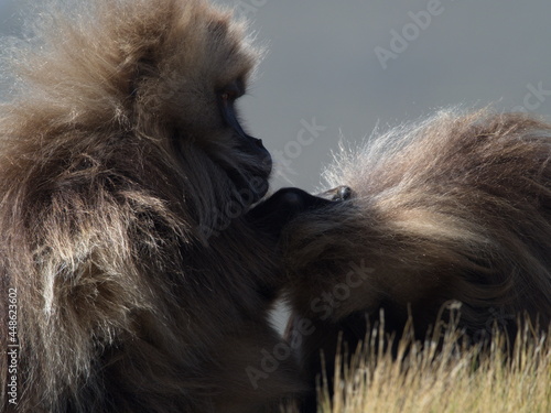 Wallpaper Mural Closeup portrait of two Gelada Monkey (Theropithecus gelada) grooming Semien Mountains Ethiopia Torontodigital.ca