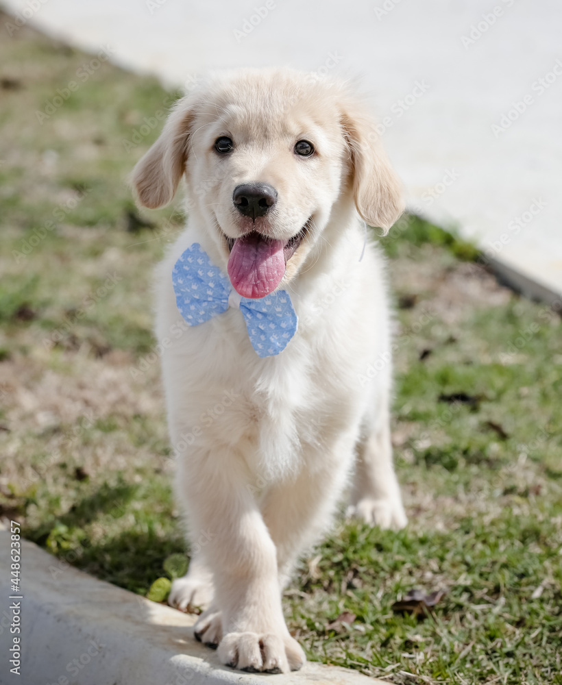 O golden retriever é uma raça canina do tipo retriever originária da Grã-bretanha, e foi desenvolvida para a caça de aves aquáticas. O golden retriever é uma raça canina do tipo retriever originária da Grã-bretanha, e foi desenvolvida para a caça de aves aquáticas.