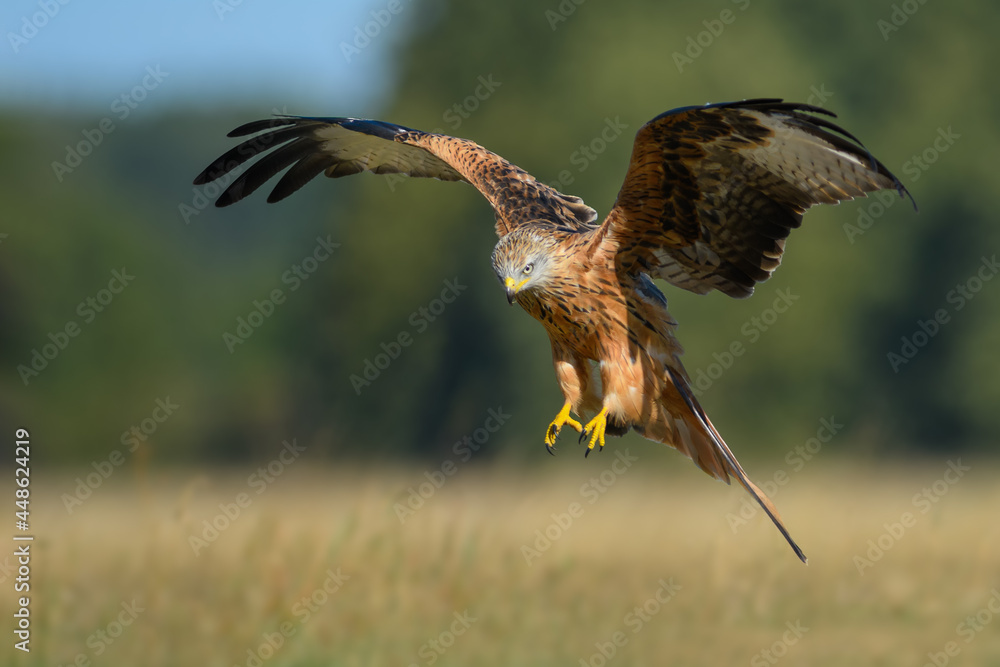 Fototapeta premium Bird patrolling the meadow on a sunny day, Red Kite