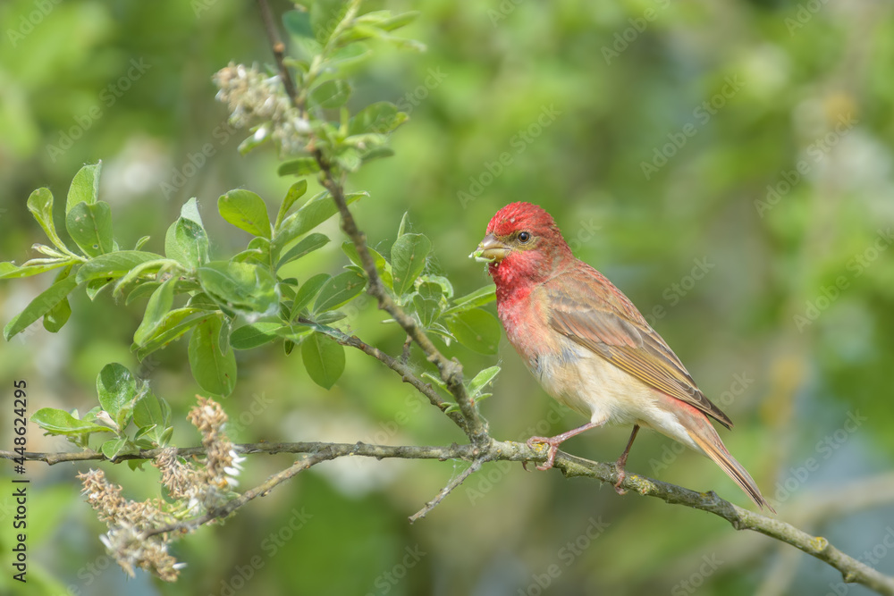 A small songbird in the bush in spring time, Common Rosefinch A small songbird in the bush in spring time, Common Rosefinch