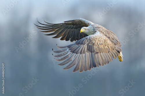 A large bird of prey flying over the meadow, White-tailed Eagle