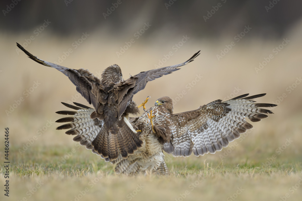 Fototapeta premium Predators fighting in the meadow, Common Buzzard