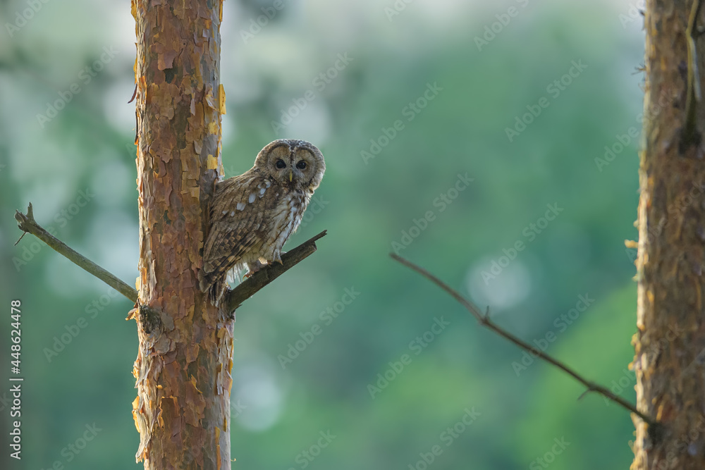An adult owl sits on a branch in the spring season, Tawny Owl