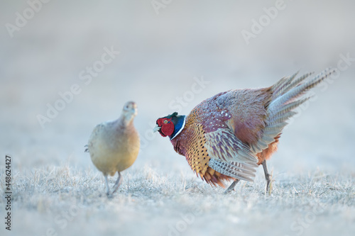 Mating dance in the meadow in spring time, Common Pheasant
