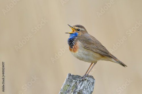 A singing male in the mating season in the reed area, Bluethroat