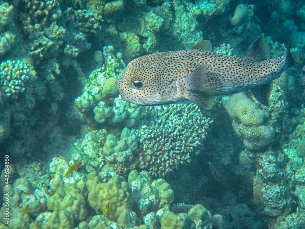 Underwater photography of the Red Sea reefs in South Sinai Underwater photography of the Red Sea reefs in South Sinai