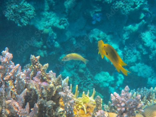 Fototapeta Naklejka Na Ścianę i Meble -  Underwater photography of the Red Sea reefs in South Sinai